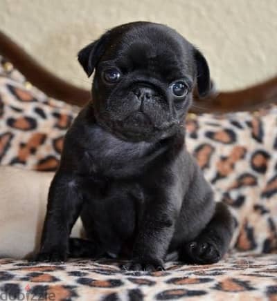 Black Pug Imported Delivery Available