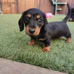 Dachshund