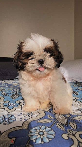 Shih Tzu Puppies DELIVERY/ dog كلاب