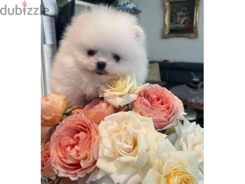 White Teacup Pomeranian Puppy كلاب dog 0