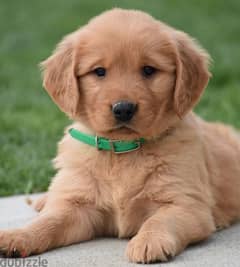 Golden Retriever Puppies/ dog كلاب 0