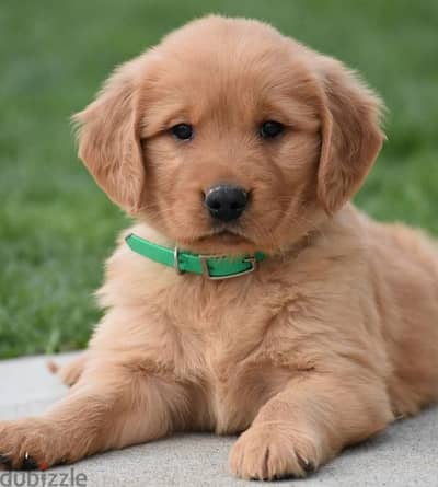 Golden Retriever Puppies/ dog كلاب