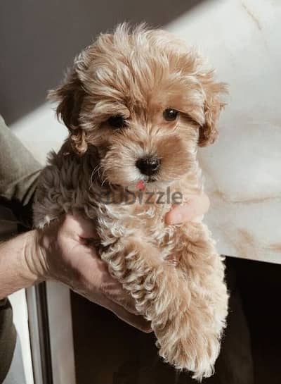 Maltipoo Small Puppies/ dogs /كلاب