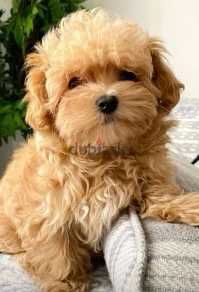 Maltipoo Cute Puppies/ dog كلاب delivery available