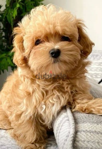 Maltipoo Cute Puppies/ dog كلاب delivery available 0