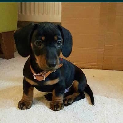 Dachshund/ Sausage Puppy pure breed dog كلاب DELIVERY