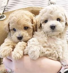 Maltipoo Brown Cream Puppies/ dog كلاب