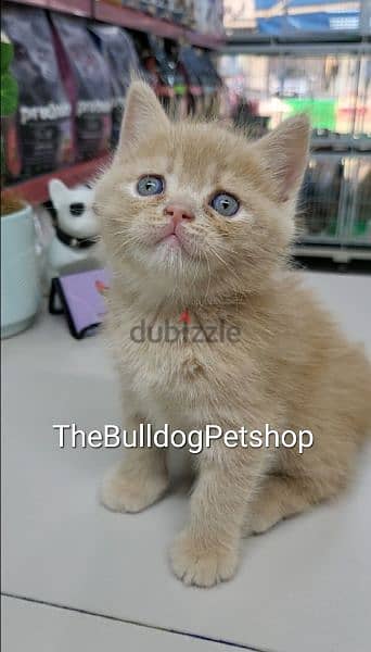 British Shorthair Golden kitten قطط