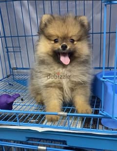 Pomeranian spitz 0