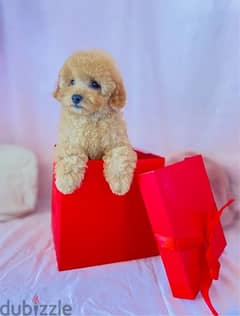 Mini Goldendoodle puppy imported dog/ كلاب / DELIVERY available 0