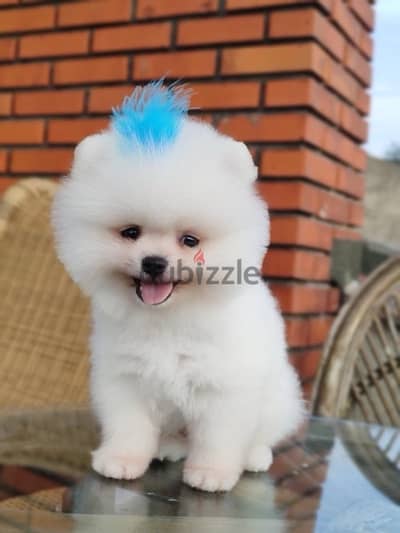 Pomeranian teacup white puppy STAYS SMALL pure Delivery  Dogكاب كلاب