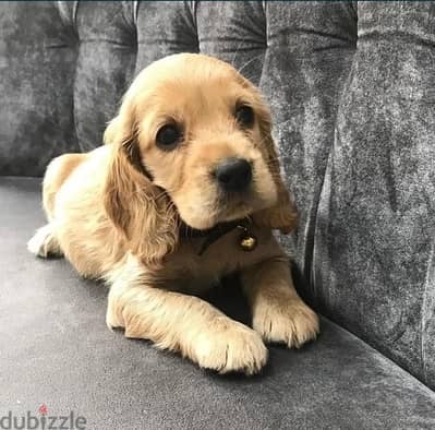 Cocker Spaniel imported pure breed Puppy Delivery available كلاب Dog