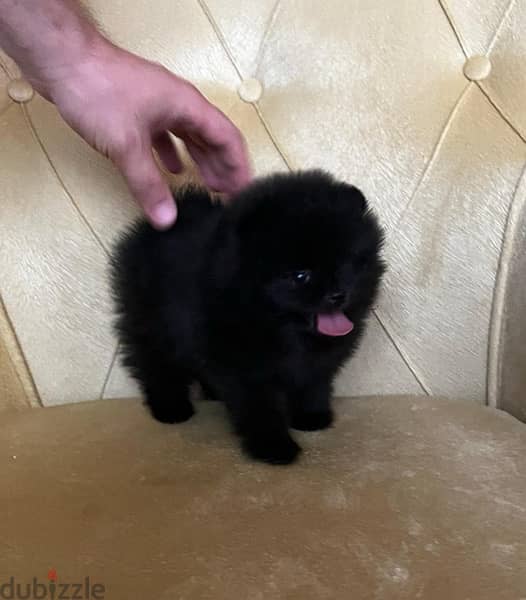 Fluffiest Black Pomeranian puppy imported Dog Delivery كلاب جرو كلب 0