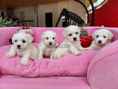 Bichon puppy كلب