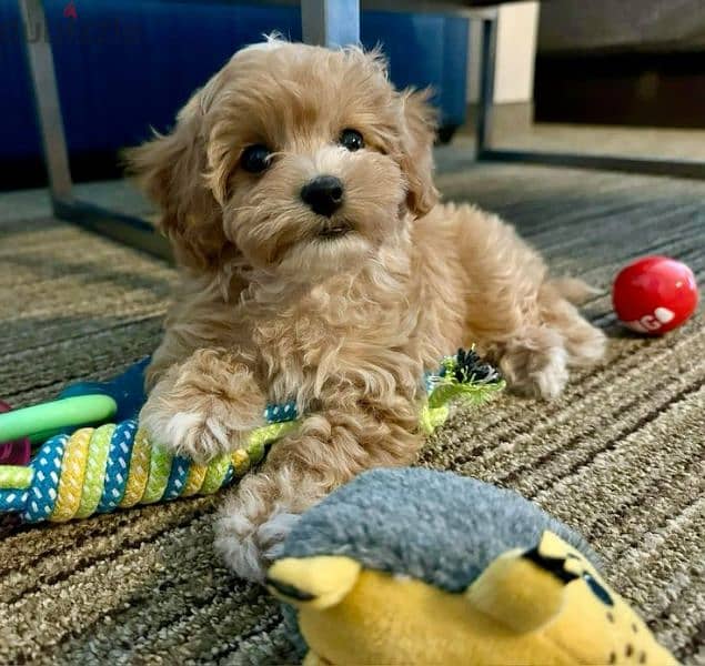 Maltipoo Cute Puppies/ dog كلاب/ Delivery available 0