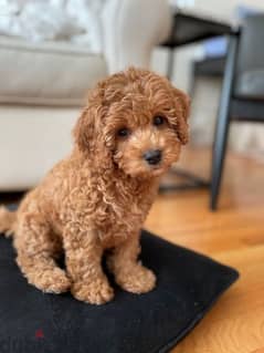 Teddy Bear Poodle Puppy / dog كلاب