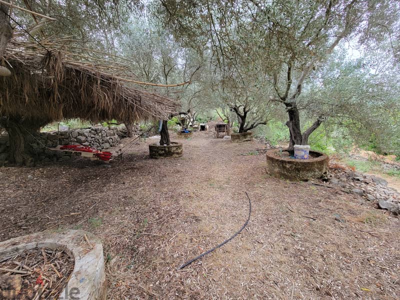 RWB215AH - Land for rent in Jbeil - Breij 1