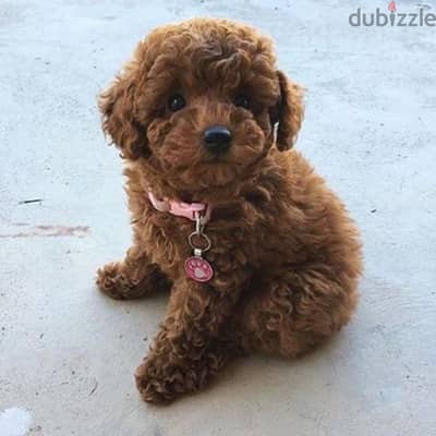 Adorable Red Brown Poodle Puppy كلاب/available in store