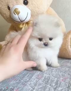 Teacup Pomeranian كلب