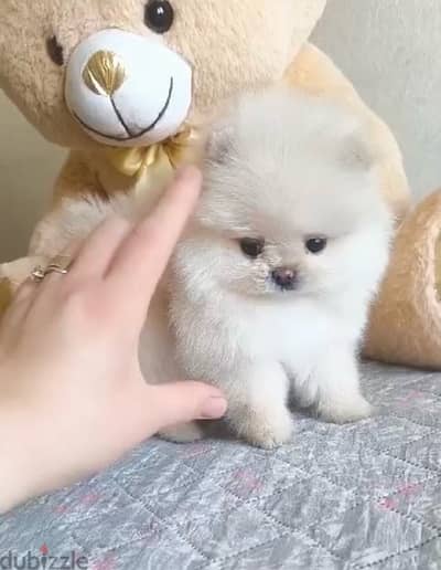 Imported white Pomeranian teacup STAYS SMALL pure/ Dog/ Delivery/ كلب