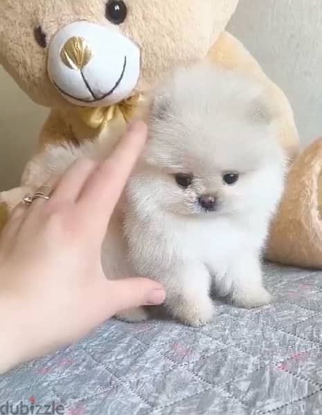 Imported white Pomeranian teacup STAYS SMALL pure/ Dog/ Delivery/ كلب 0