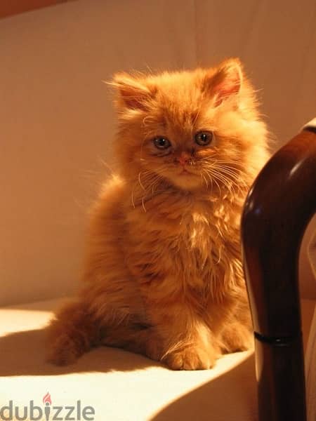 Persian ginger kitten 0