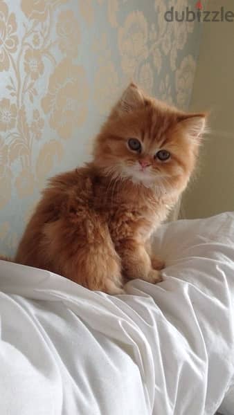 Beautiful Blue eyea Persian orange kitten long hair / Cat / Delivery 0