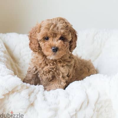 Maltipoo