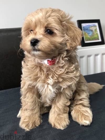 Maltipoo