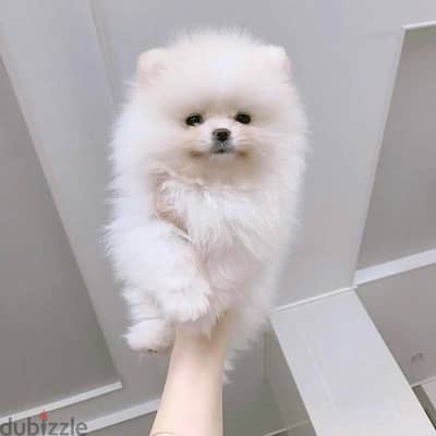 Teacup Pomeranian imported Tiny