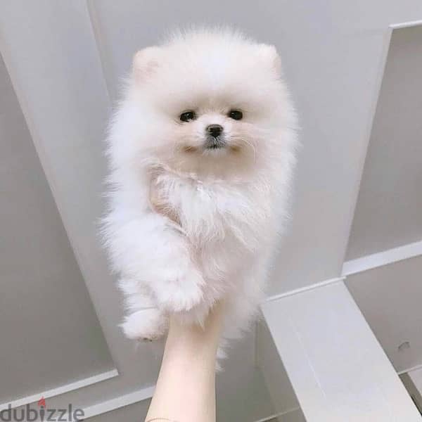 Teacup Pomeranian imported Tiny 0