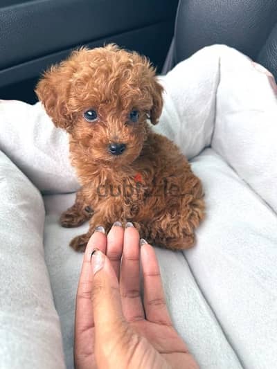 Toy Poodle Imported +Delivery