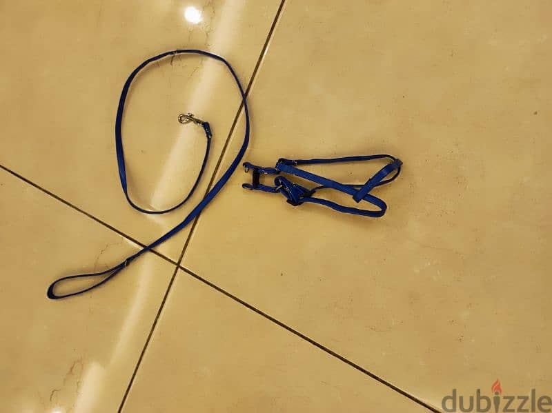 Dog leash 1