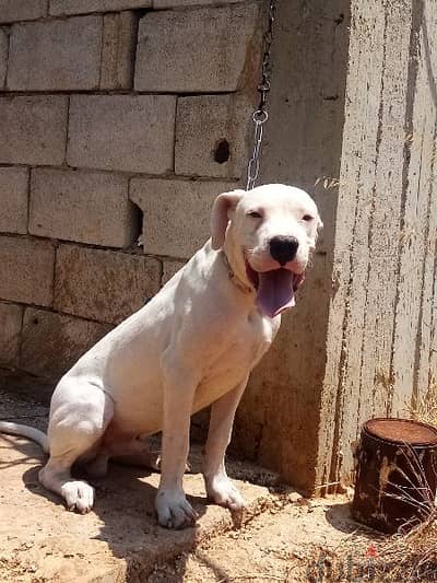 Dogo argentino puppies