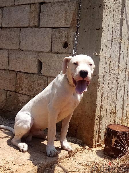 Dogo argentino puppies 0