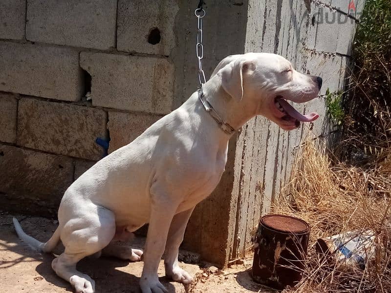 Dogo argentino puppies 1