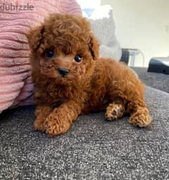 Toy Poodle Puppies/ dog كلاب DELIVERY