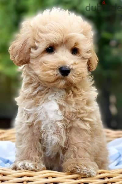 Maltipoo