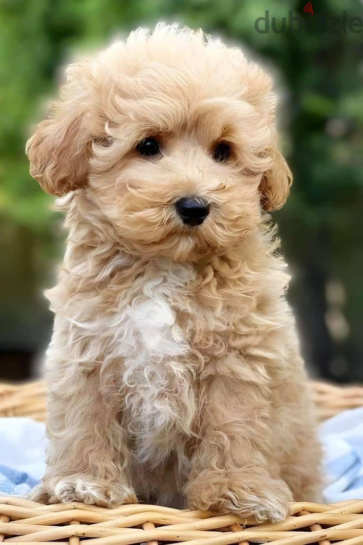 Maltipoo / Small Puppies - Dog كلاب 0