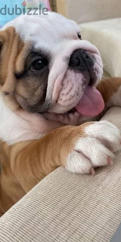 English Bulldog Imported Puppies / dog كلاب 0