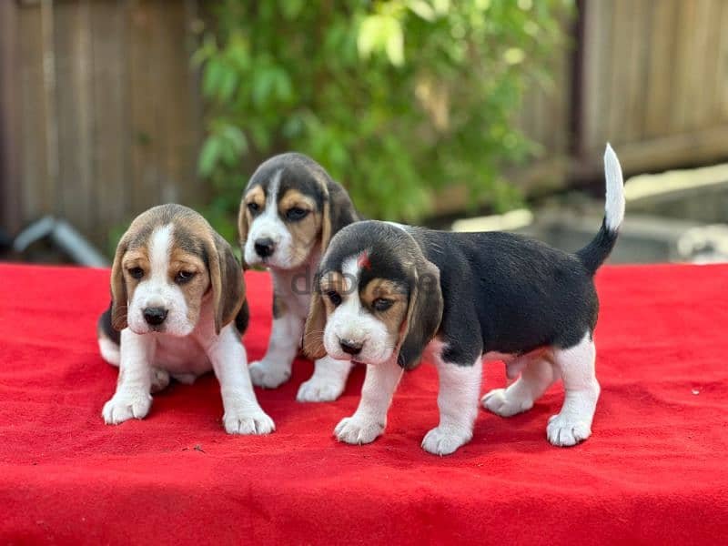 Dachshund, Beagle, Dalmatian, Poodle and all breeds from Europe 4