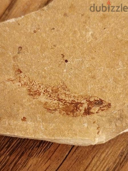 Lebanese fish fossil 80-100 million years old, cretaceous period 1