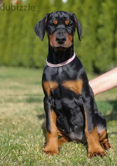 Doberman