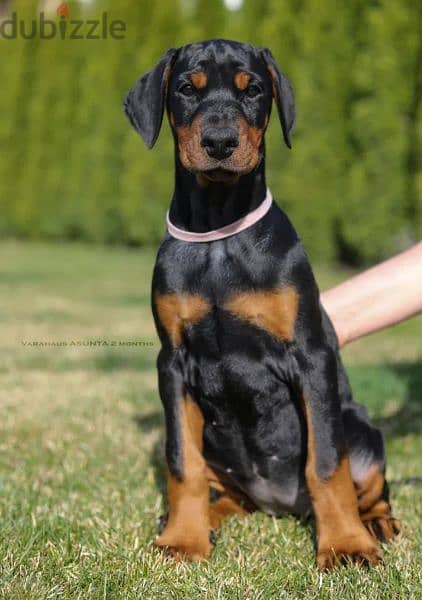 Doberman 0