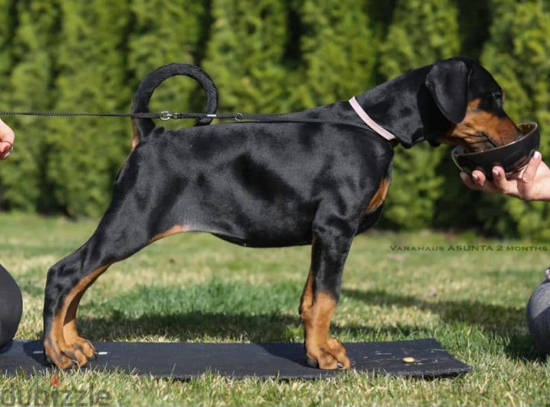 Doberman 1