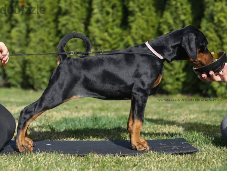 Doberman 2