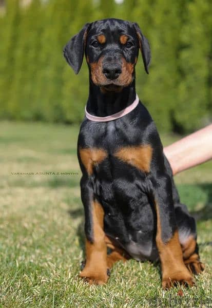 Doberman 3