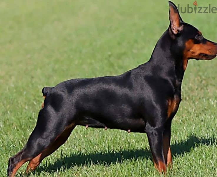 mini pinscher 4