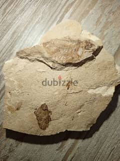 Lebanese fish fossil  1.7 in/ 4.5 cm and fossilized crystal