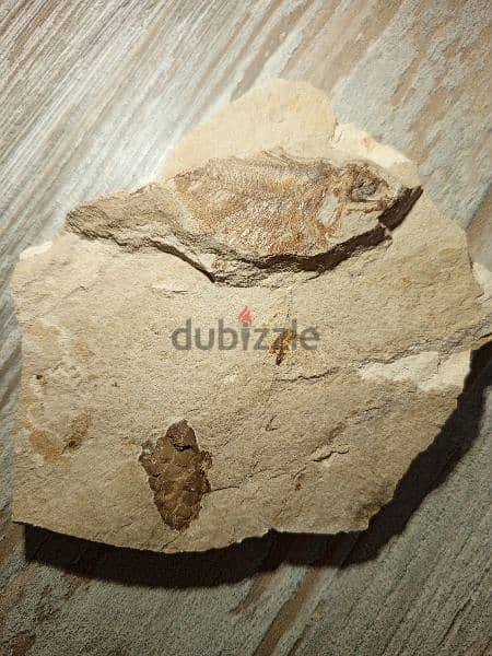 Lebanese fish fossil  1.7 in/ 4.5 cm and fossilized crystal 0